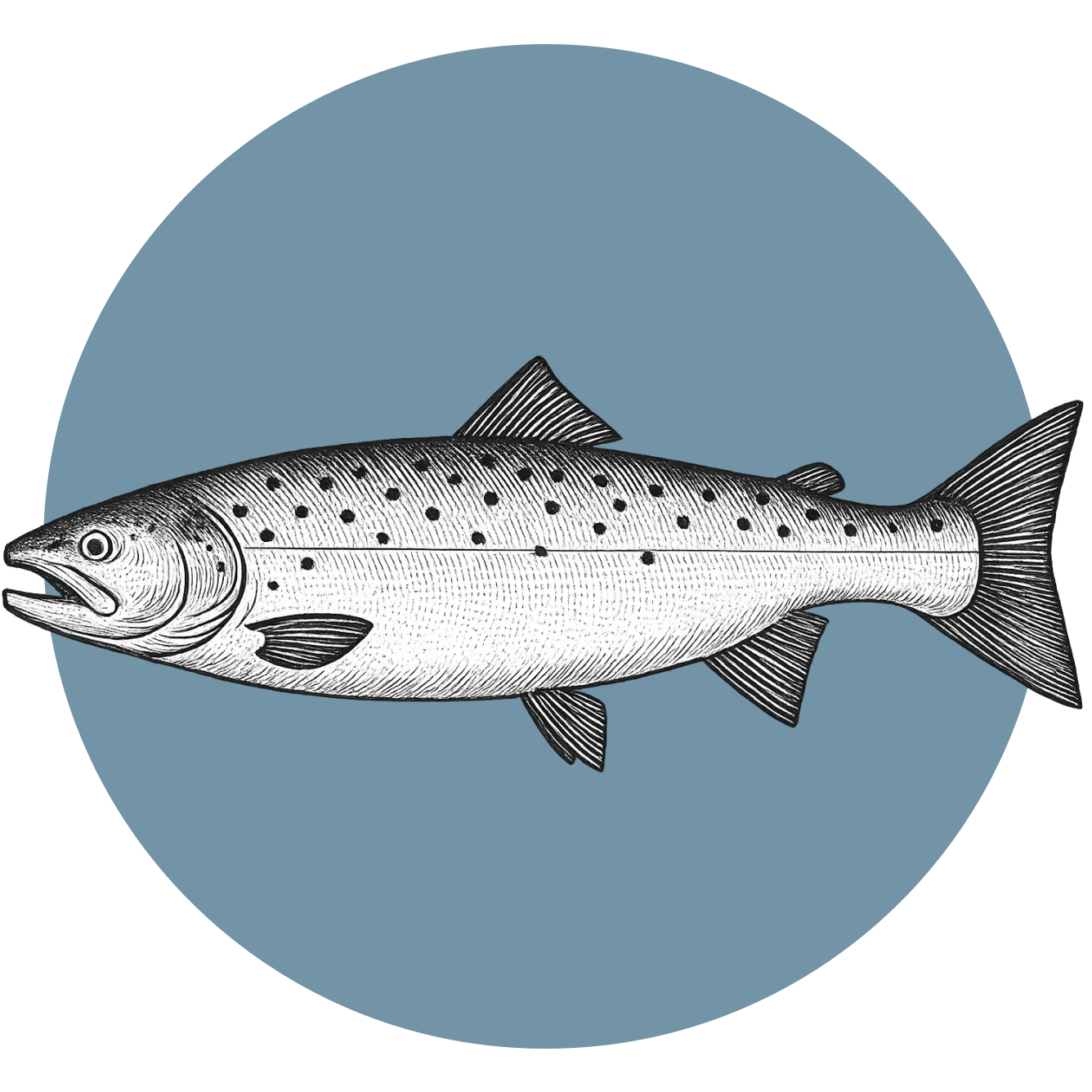 salmon-atalantico-producto